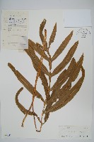 藏品(大線蕨)的圖片