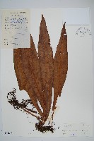 藏品(斷線蕨)的圖片