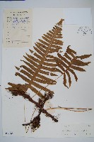 藏品(友水龍骨)的圖片