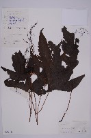 藏品(三叉蕨)的圖片