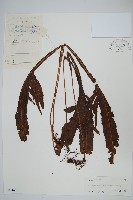 藏品(胃葉線蕨)的圖片