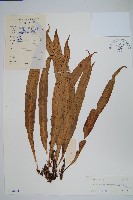 藏品(波氏星蕨)的圖片