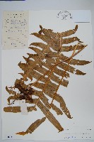 藏品(友水龍骨)的圖片