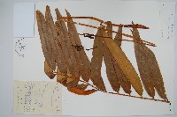 藏品(華南紫萁)的圖片