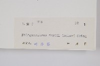 藏品(華南馬尾杉)的圖片