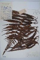 藏品(金狗毛蕨)的圖片