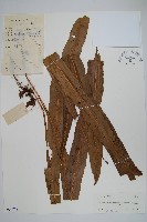 藏品(大星蕨)的圖片