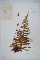 藏品(友水龍骨)的圖片