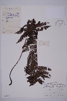 藏品(泡鱗肋毛蕨)的圖片