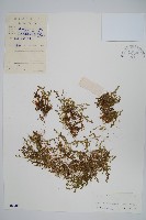 藏品(日本卷柏)的圖片