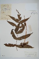 藏品(肢節蕨)的圖片