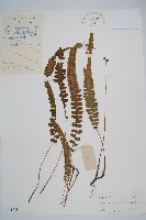 藏品(裂葉雙蓋蕨)的圖片