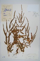 藏品(箭葉鳳尾蕨)的圖片