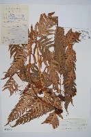 藏品(生芽狗脊蕨、頂芽狗脊蕨)的圖片