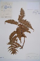 藏品(江南短腸蕨)的圖片