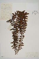 藏品(毛軸鐵角蕨)的圖片