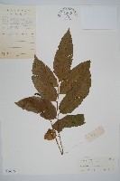 藏品(鎌羽雙蓋蕨)的圖片