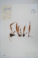 藏品(多鱗瓦葦)的圖片