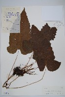 藏品(戟葉聖蕨)的圖片