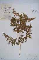 藏品(姬蕨)的圖片