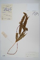 藏品()的圖片