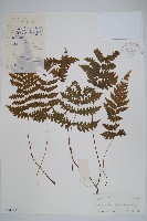 藏品(峨眉茯蕨)的圖片