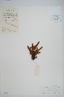 藏品(紅毛禾葉蕨)的圖片