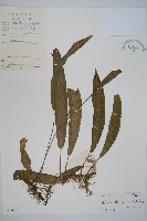 藏品(單葉雙蓋蕨)的圖片