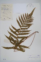 藏品(密毛毛蕨)的圖片