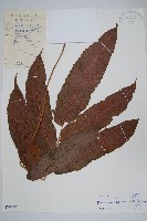 藏品(紅色新月蕨)的圖片