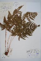 藏品(長葉鱗毛蕨)的圖片