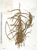 藏品(鱗蓋鳳尾蕨)的圖片