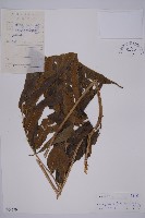 藏品(日本鳳丫蕨)的圖片