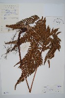 藏品(南海鱗毛蕨)的圖片