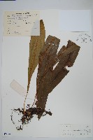 藏品(波氏星蕨)的圖片