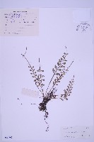 藏品(長生鐵角蕨)的圖片