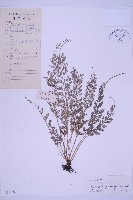 藏品(長生鐵角蕨)的圖片