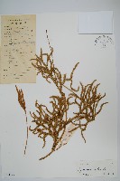 藏品(石松)的圖片