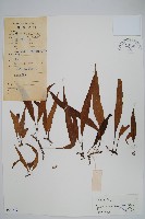 藏品(粵瓦葦)的圖片