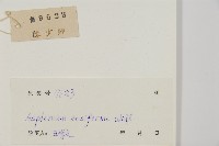 藏品(劍葉鐵角蕨、箭葉鐵角蕨)的圖片