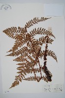 藏品(阿里山耳蕨)的圖片