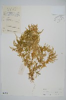 藏品(翠雲草、藍草)的圖片