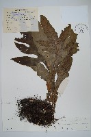 藏品(箭葉星蕨)的圖片