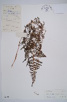 藏品(日本蹄蓋蕨)的圖片