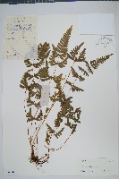 藏品(天草鳳尾蕨)的圖片