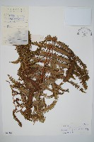 藏品(裏白)的圖片