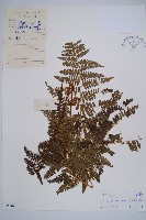 藏品(姬蕨)的圖片