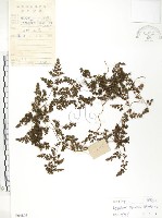 藏品(海金沙)的圖片