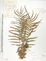 藏品(鱗蓋鳳尾蕨)的圖片