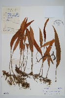 藏品(石葦)的圖片